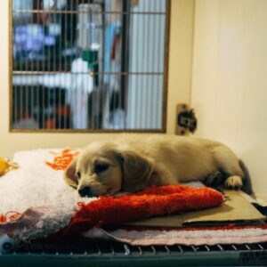 Veterinary Healthcare