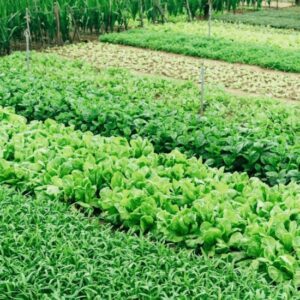 Commercial farming