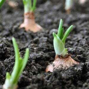 Organic Farming